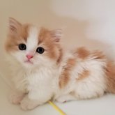 ミヌエット(短足)