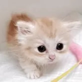 ミヌエット(短足)