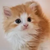 ミヌエット(長足)