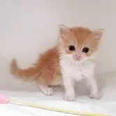 ミヌエット(長足)