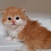 ミヌエット(長足)