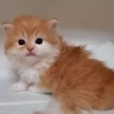 ミヌエット(長足)