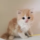 ミヌエット(長足)