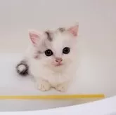 マンチカン(短足)