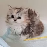 マンチカン(長足)