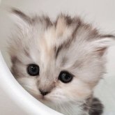 マンチカン(長足)