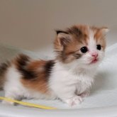 ミヌエット(短足)