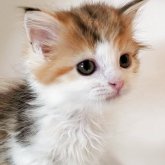 ミヌエット(長足)