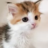 ミヌエット(長足)