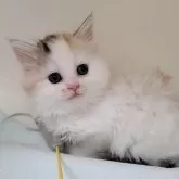 マンチカン(長足)