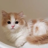 ミヌエット(短足)