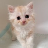 ミヌエット(長足)