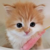 ミヌエット(長足)