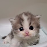 ミヌエット(長足)