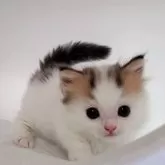 マンチカン(短足)