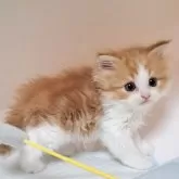 マンチカン(長足)