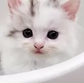 マンチカン(短足)