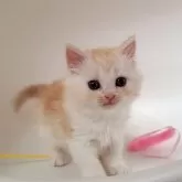 ミヌエット(長足)