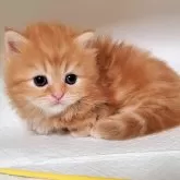 ミヌエット(短足)