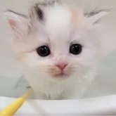 マンチカン(長足)