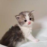 ミヌエット(長足)