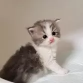 ミヌエット(長足)【大阪府・男の子・2025年10月7日・ブルータビー&ホワイト】の写真1