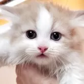 ミヌエット(長足)【大阪府・男の子・2025年4月23日・クリームタビー&ホワイト】の写真4