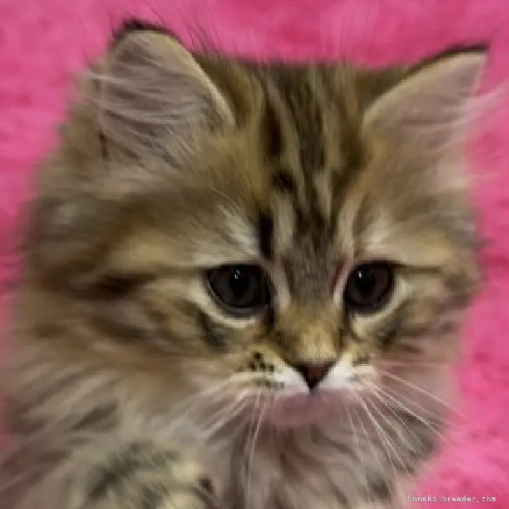 T.T 様のお迎えした子猫