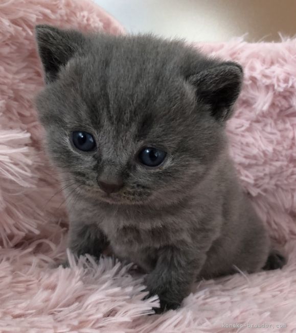 Y.K 様のお迎えした子猫