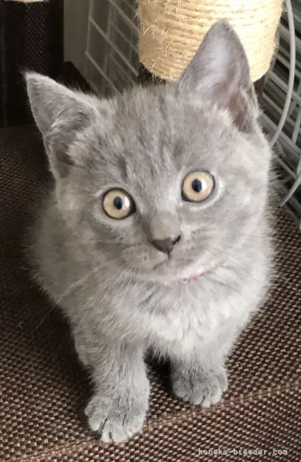 ID：2204-00627の子猫