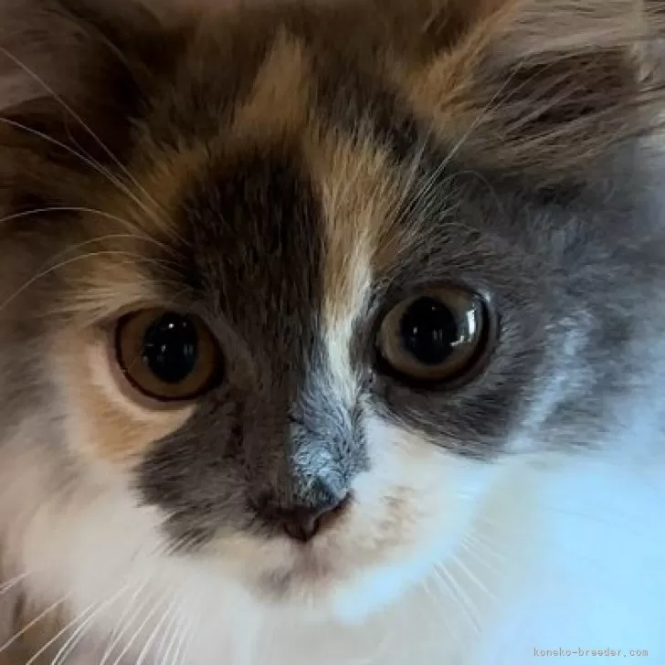 ID:2410-03126の子猫