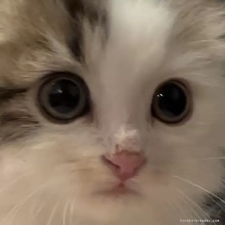 s 様のお迎えした子猫