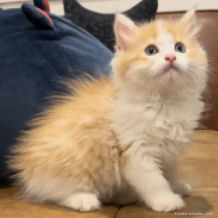 ID：2306-02505の子猫