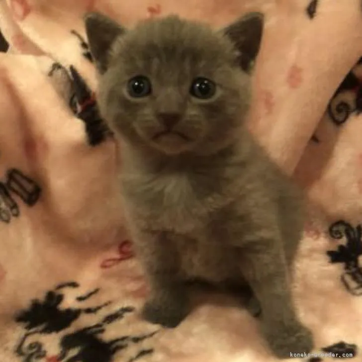 ID:2209-02508の子猫