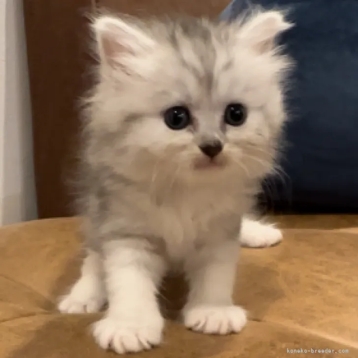 ID：2306-00286の子猫