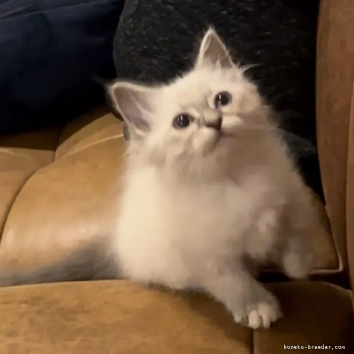 ID:2308-02640の子猫