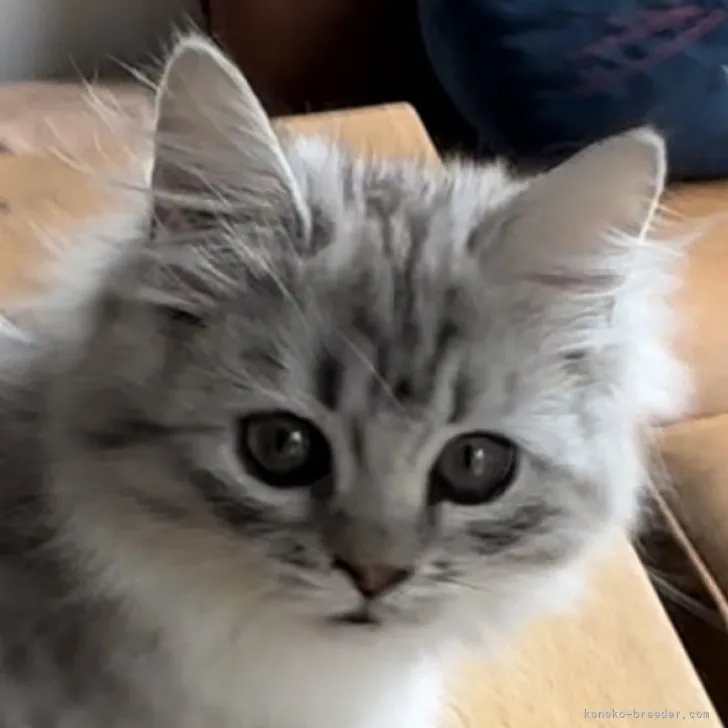 みー 様のお迎えした子猫