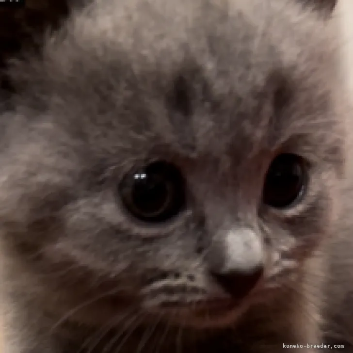 ID:2305-02594の子猫