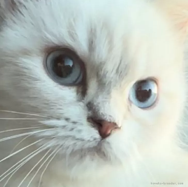 マコト 様のお迎えした子猫