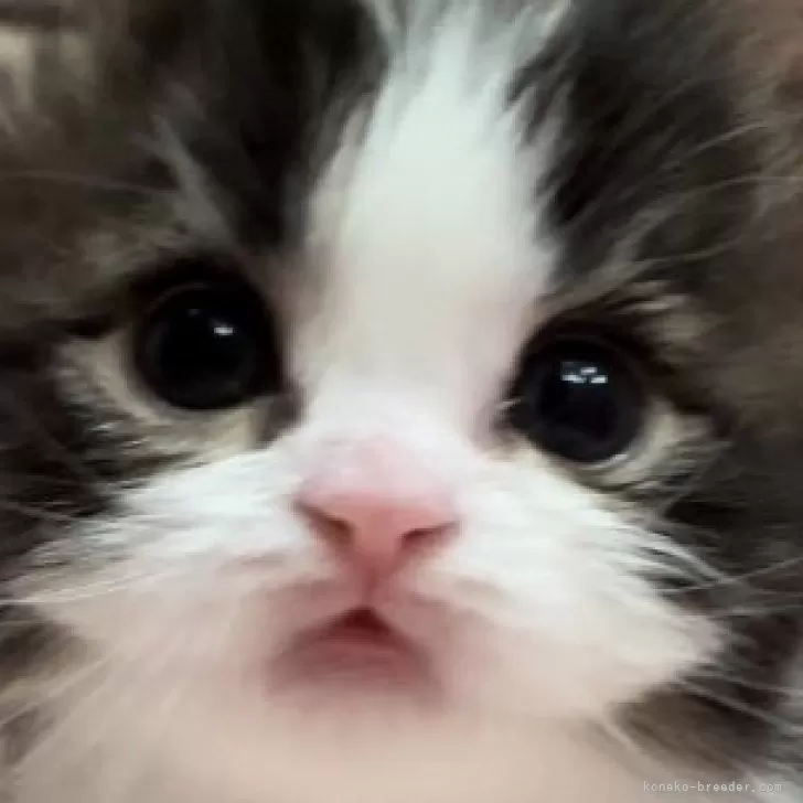 ID：2403-00786の子猫