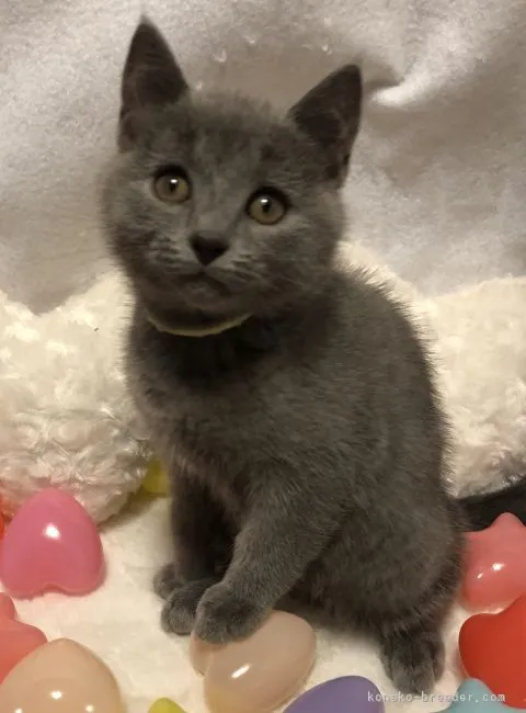 ID：2204-02813の子猫