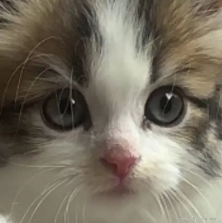 ID：2406-00204の子猫