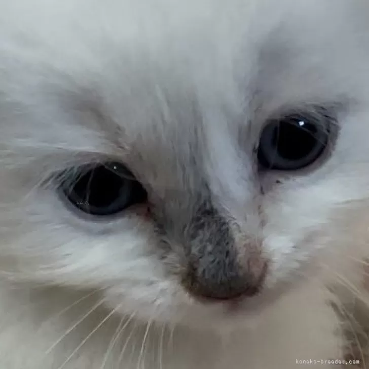 ID：2403-01077の子猫