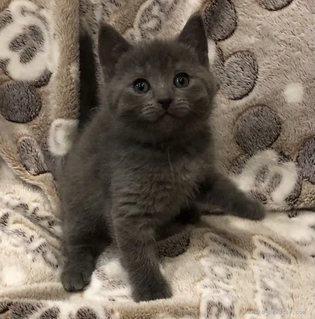 チエコ 様のお迎えした子猫