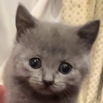 シャルトリュー【和歌山県・女の子・2023年4月17日・ブルー（ダブルコート）】の写真「フランス猫
ブルー御三家」