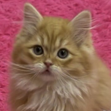 サイベリアン【和歌山県・男の子・2022年12月24日・レッドタビー&ホワイト（トリプルコートロング）】の写真「サイベリアン猫舎オープニングセール！！」