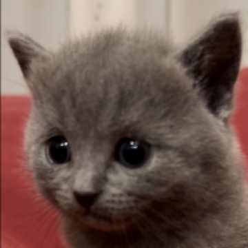 シャルトリュー【和歌山県・女の子・2023年5月22日・ブルー（ダブルコート）】の写真「フランス猫
ブルー御三家」