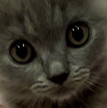 シャルトリュー【和歌山県・女の子・2024年7月7日・ブルー（ダブルコート）】の写真「フランス猫
ブルー御三家」