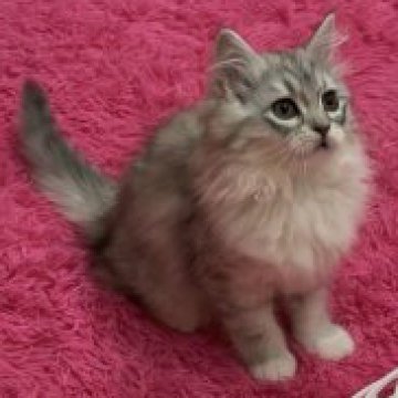 サイベリアン【和歌山県・女の子・2022年12月24日・シェーゼットシルバータビー&ホワイト（トリプルコートロング）】の写真「サイベリアン猫舎オープニングセール！！」