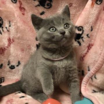 シャルトリュー【和歌山県・男の子・2022年10月1日・ブルー（ダブルコート）】の写真「ポッチャリ体型の男の子」